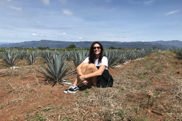Mexico Tequila agaveveld