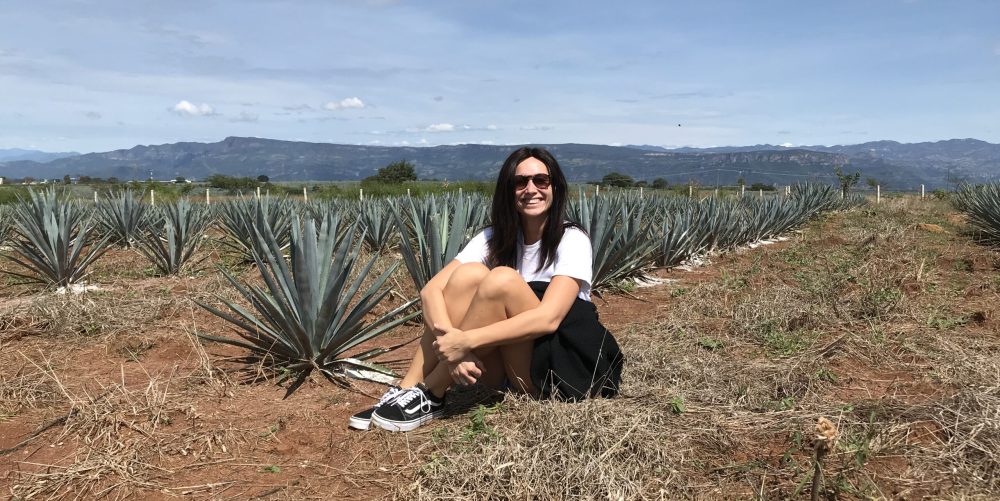 Mexico Tequila agaveveld